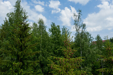 Young growing spruce blossom on a tip of branch spring, beautiful new cones in spruce