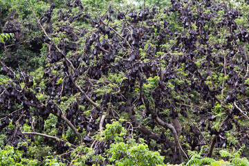 Roosting nocturnal Asian bats, sleeping during daytime, a transmitter and carrier of the coronavirus.