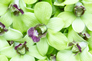 Green dendrobium orchid blossoms background