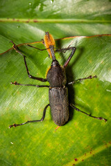 Bearded weevil on leaf
