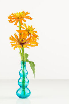 Fresh Cut Orange Zinnia Flowers In Blue Vase With Copy Space