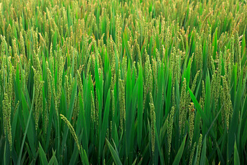 Fototapeta na wymiar rice spike in the field