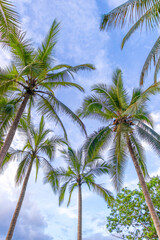 Palm trees in Costa Rica