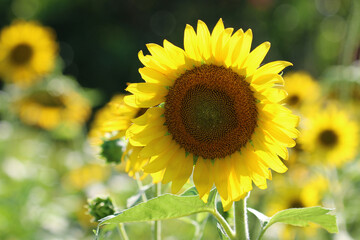 sunflower, yellow, summer, spring, nature, field, flower, sun, agriculture, beauty, bright, plant, bloom