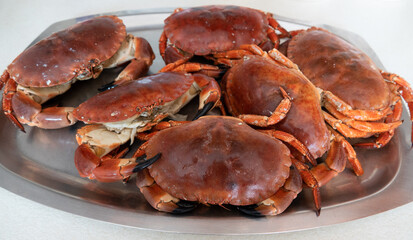 Cromer  crabs, freshly cooked and ready to eat.