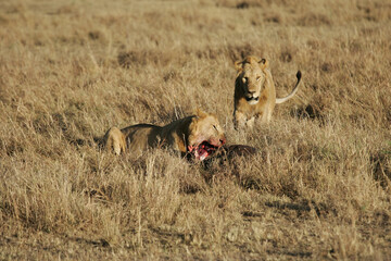 Lions in kenya Africa