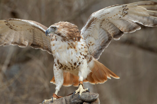 Red Tailed hawk with Falconer