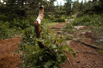 stump of a young birch tree on a forest path