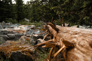 Larch with lies on the ground near stones in a thicket of forest