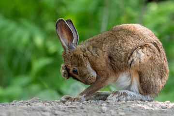 Brown Rabbit With Headache