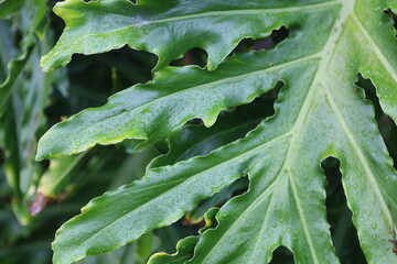 green leaf with rain drops