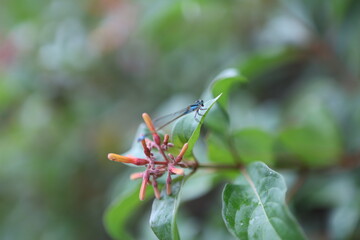 dragonfly on a flower