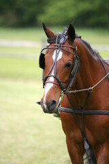 Obraz premium Horses at a local western horse shpow