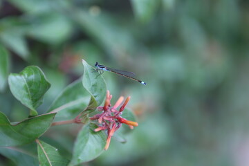 dragonfly on a leaf