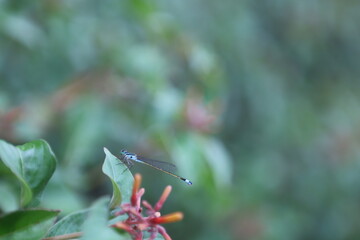 dragonfly on a leaf