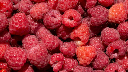 Raspberry pattern close up. A bunch of sweet red raspberries. Raspberry texture in macro