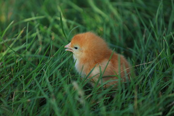 Chickens in the Green Lawn