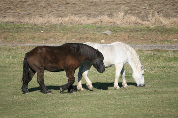 Fototapeta premium Draft horses in a pasture