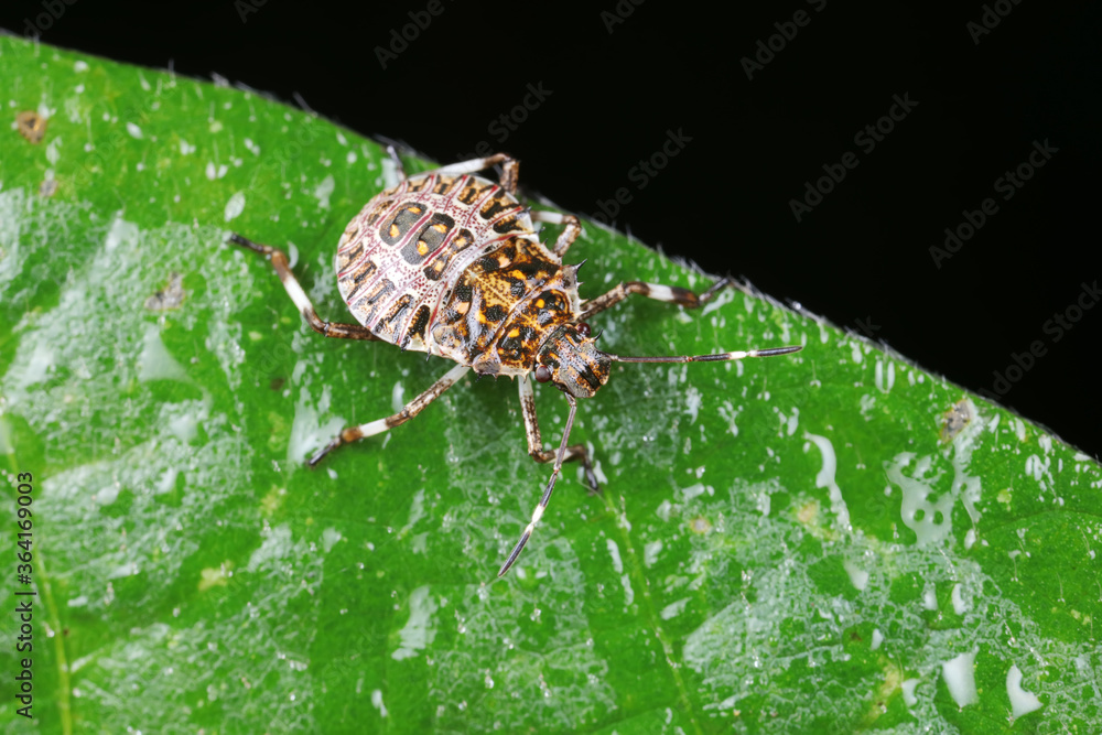 Sticker stink bug insects in natural state