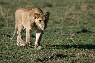 Naklejka na ściany i meble Lions in kenya Africa