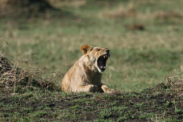 Plakat Lions in kenya Africa