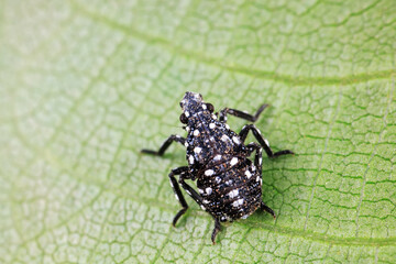Young nymphs of lycorma delicatula, North China