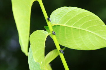 Young nymphs of lycorma delicatula, North China