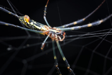 Spiders in the wild