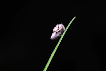 A weevil wrapped in spider silk.