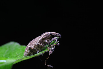 weevils inhabit nature