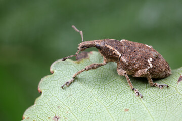weevils inhabit nature