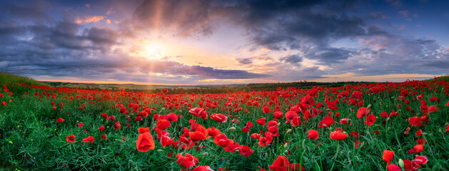 Fototapeta na wymiar Beautiful poppy field during sunset - panorama
