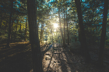 Sun Peaking Through Forest on a Hike