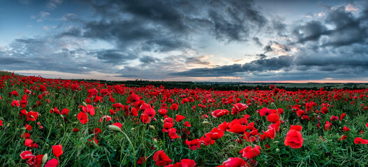 Beautiful poppy field against stormy clouds - panorama