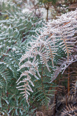 closeup of hoar frost covered bracken leaves background