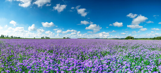 Beautiful day over phacelia field