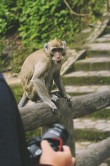Monkey on a bridge