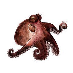 Octopus, watercolor isolated illustration of a sea animal. © conceptcafe
