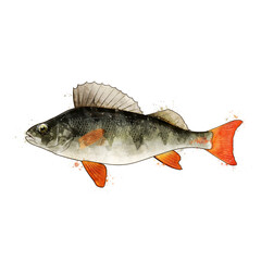 Perch, watercolor isolated illustration of a fish.