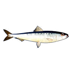 Pilchard, watercolor isolated illustration of a fish.