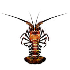 Spiny Lobster, watercolor isolated illustration of a crustacean.