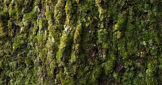 Bark of oaks covered by moss and lichen