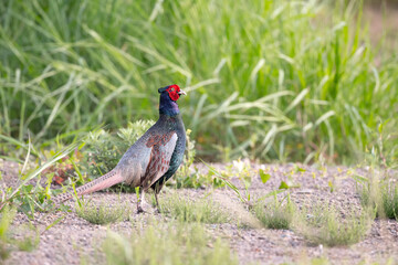 Green Pheasant, the National Bird of Japan
