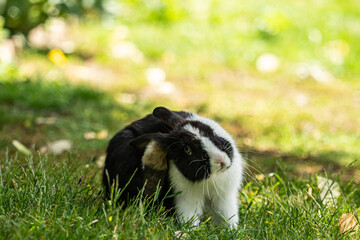 close up of an adorable black bunny with white fur on the chest and forehead sitting on the green grass field scratch its head with its foot