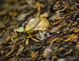 snail in the forest