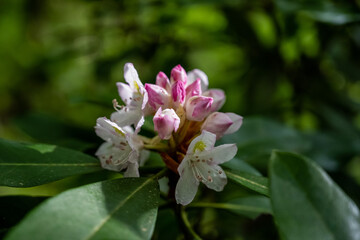 Rhododendron About To Pop