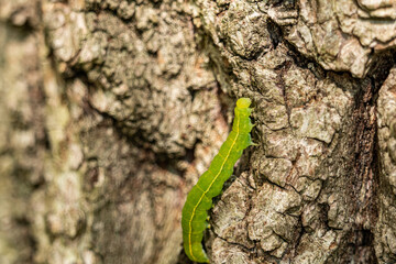 close up of a long green Caterpillar  moving slowly on top of rough tree barks on the trunk under the sun
