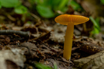 Orange Mushroom On Forest Floor