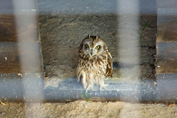 Eagle Owl locked up close-up