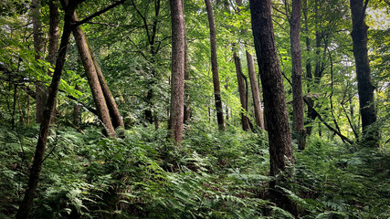 footpath in the woods